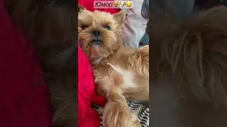 Прикол🐶😻😂моё место😂👍#shorts#питомцы#моё#место#позитив#ржака#прикол#йорик#бенгал#юмор#милота