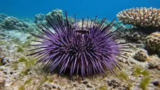 Sea Urchin Rolling Slightly | Free To Use