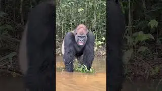 Baby to adult in 30 seconds 💀 #shorts #short #animals