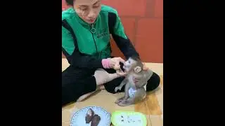 Adorable baby monkey hungry he take plate to mom and eat rice with mom