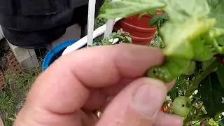 catching a killer: tomato plant murder.