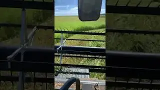 US HEMP FIBER | 55 Day Cut #hempfiber #hemp #farming