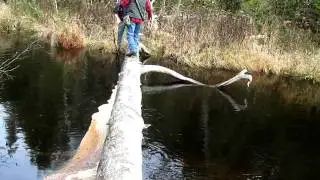 The Log Crossing