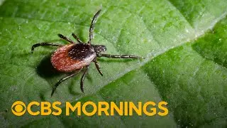 How to prevent and protect yourself against tick bites