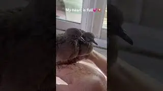 May you two grow strong and fly far #lover birds#baby doves#FlyHigh#Bird watching
