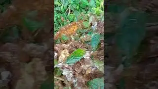 eating is the ant egg