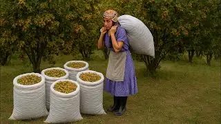 Молодая семья в деревне Азербайджана Ореховый урожай и приготовление бакинской пахлавы