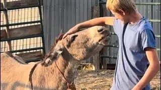 How to Create Curiosity  | Gentling Wild Donkeys