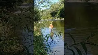 jelen pri rieke kysuca
