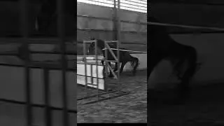 Old but gold💣💥#horse #freejump #showjumping