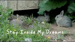 Stay Inside My Dreams (Original Song)