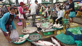 The Second Site Chhbar Ampov Distribute Dry Fish, Alive Fish & Sea Food - Morning Fish Market Scene