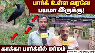 அதிகரிக்கும் காக்கா மரணம்! காரணம் என்ன? | Chennai Park | Adyar Bird | Chennai Park Crow | Indira Nag