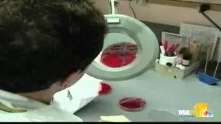 Study: Bedbugs Could Carry Superbug Disease