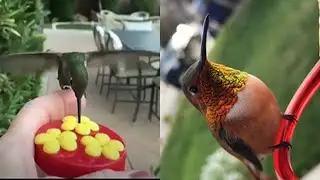 Beautiful Hummingbirds Compilation 2019 🐦 Watch Hummingbirds Eating & Flying 😍