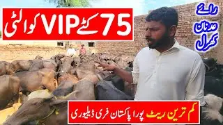 Cheap Rate Katta Farming in Pakistan | Best Business Katta Farm | Katta Farm Feasibility in Punjab