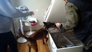 FLASH DETECTION CANINE | Priska & &Eacute;l&eacute;onore