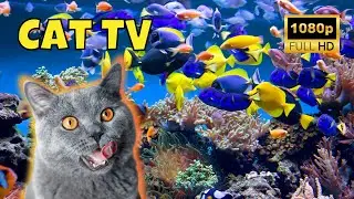Cat TV: Videos for Cats 😺 8 Hours of Fish 🐟 Ep. 1