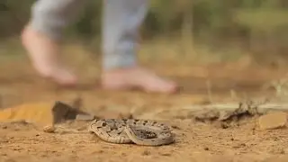 Night adder bite on Doodsbenoud