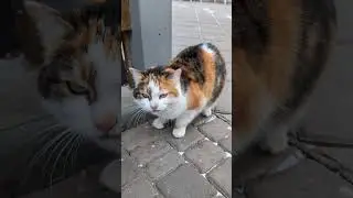 Serial Cat Feeders | Season 1 &middot; Episode 2