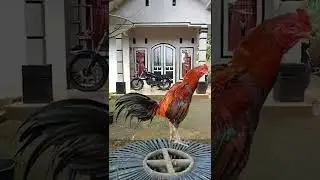 pacekan utama