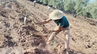 عملية الغرس من الميدان