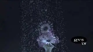 Rain falls on purple flowers in slow motion, HD GVS9000 VTR 1000fps capture for GVStv