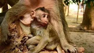 Strong Boy Jason Monkey Very Active, Beloved Of Ameri Troops