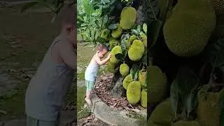 Quả g&igrave; m&agrave; gai chin ch&iacute;t #quagi #m&iacute;t  #embedangyeu #caymit #shorts
