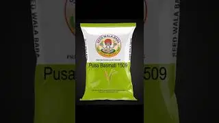 Best Rice Variety - Pusa Basmati 1509 #shorts #agriculture