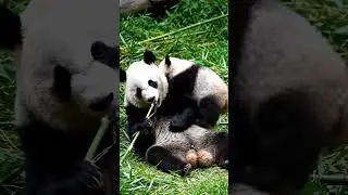 Panda baby playing with mom 🐼❤️