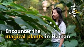 Go! Hainan: Encounter the magical plants on China's tropical island