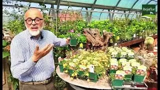 Compresse di giardinaggio. Il delosperma e la sua ricca fioritura. #Delosperma #giardino #garden