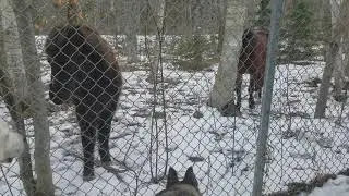 Horses visiting the kennels