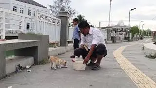 Ensuring Every |Wild Cat, Gets Food #feedingstraycats #catrescue