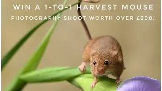 Win a 1-to-1 Harvest Mouse Photography Shoot (&pound;300+) | UK Wildlife Photography Competition