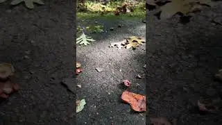 Acorns falling in the quiet forest. State park in Virginia. Early fall 