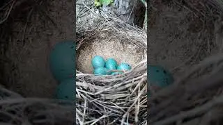 #shorts Гнездо певчего дрозда отложила пять яиц Просьба не опытным не повторяйте такие съёмки