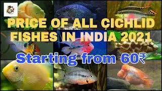 New Price list of Cichlid fishes in India in 2021 | Cichlid fishes price | sahil aquapet