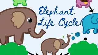 Life Cycle of an Elephant | Understanding the Life Cycle of Elephants