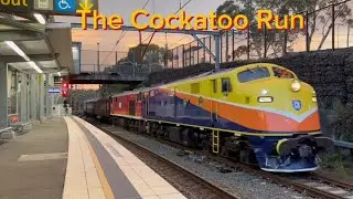 The Cockatoo Run (April 2025)