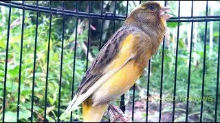 Canário Belga Cantando Como Nunca!