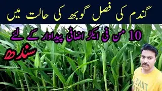 Booting stage in wheat crop |Wheat crop care at critical stage |Sindh Pakistan |Abid Ali Agrarian