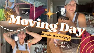 Moving Chickens to the Coop! (deep litter method and fermented feed explained)