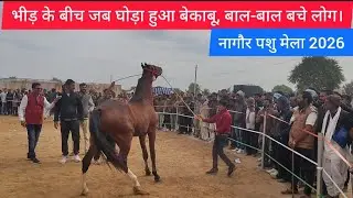 नागौर पशु मेलाः भीड़ के बीच जब घोड़ा हुआ बेकाबू, बाल-बाल बचे लोग | नागौर पशु मेला 2026 
