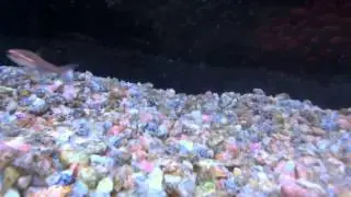 Tetra Glow light tetra males