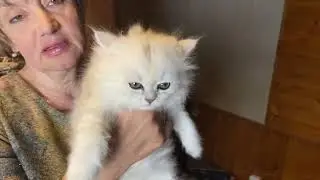Перс котенок Цола Фрида ДМ