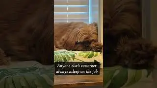 #pets #dogs #peekapoo #puppy #dogs #pets
