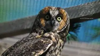 Birds of Prey | Living Sky Wildlife Rehabilitation