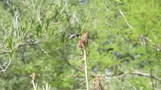 Anna’s Hummingbird(Male), Phoenix Botanical